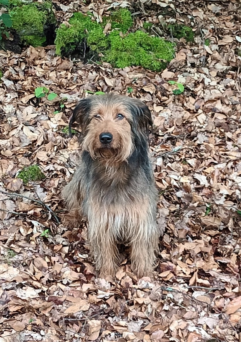 Wäller von der Straubenhalde